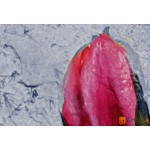 Модульная картина цветы сакуры, ART.: KCC0373